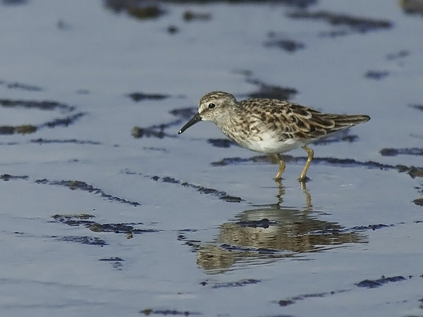 Amerikansirri, Least Sandpiper, Calidris minutilla